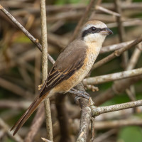 Brown Shrike